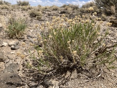 Chrysothamnus greenei