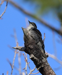 Picoides dorsalis