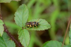 Bicyrtes capnopterus