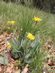 Senecio doronicum
