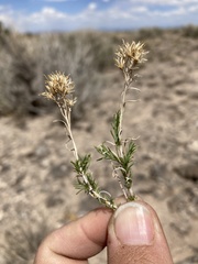 Chrysothamnus greenei