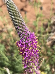Dalea searlsiae
