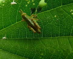 Odontopodisma schmidtii