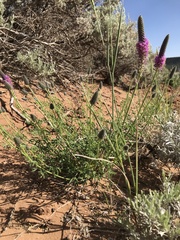 Dalea searlsiae
