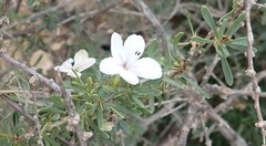 Barleria irritans