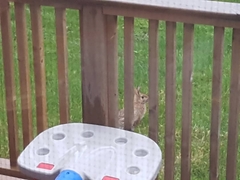 Sylvilagus floridanus