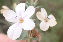 Barleria irritans