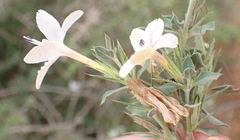 Barleria irritans