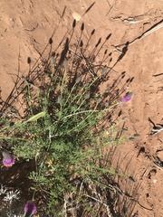 Dalea searlsiae