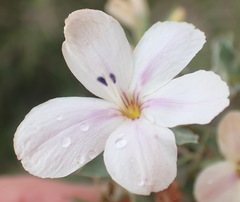 Barleria irritans
