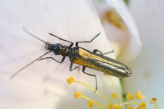 Oedemera pthysica