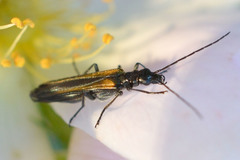 Oedemera pthysica