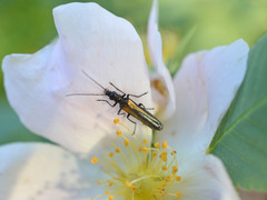 Oedemera pthysica