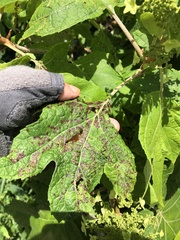 Cercospora hydrangeae