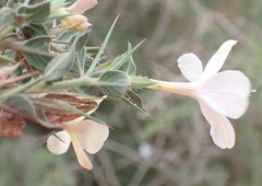 Barleria irritans