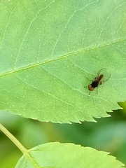 Callomyiinae