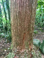 Podocarpus laetus