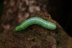 Orthosia cerasi