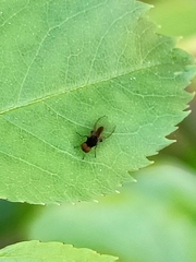Callomyiinae