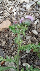 Cirsium arvense