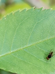 Callomyiinae