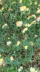 Anthyllis vulneraria