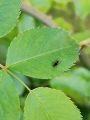 Callomyiinae