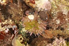 Strongylocentrotus purpuratus