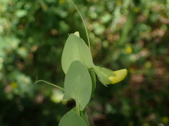 Lathyrus aphaca