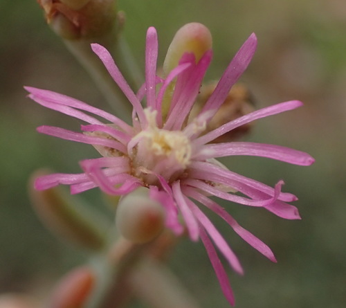 Mesembryanthemum junceum
