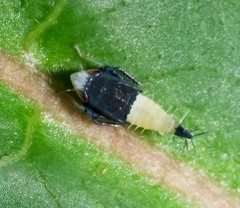 Scaphoideus incisus