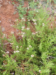 Phymaspermum