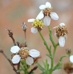 Phymaspermum