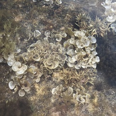 Padina pavonica