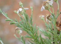 Phymaspermum