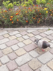 Columba livia domestica