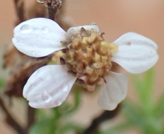 Phymaspermum