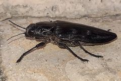 Chalcophora detrita