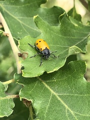 Lachnaia sexpunctata