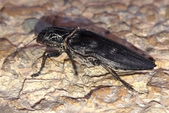 Chalcophora detrita