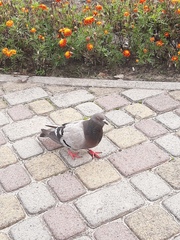 Columba livia domestica