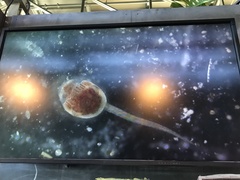 Planktoniella