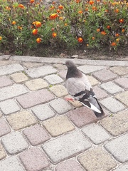 Columba livia domestica