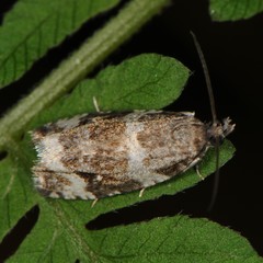 Olethreutes fasciatana