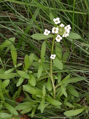 Lobularia maritima