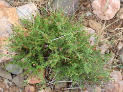 Phymaspermum