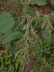 Cyclachaena xanthiifolia