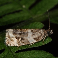 Olethreutes fasciatana