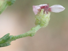 Phymaspermum