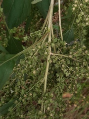 Cyclachaena xanthiifolia